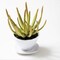 Artificial 6&#x22; Potted Succulent Narrow-Leaf Chalksticks - Perfect for Home Office, Desk, Shelf, Apartment, Wedding Decor, Baby Shower Gifts